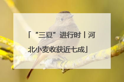 “三夏”进行时丨河北小麦收获近七成