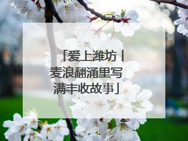 爱上潍坊丨麦浪翻涌里写满丰收故事