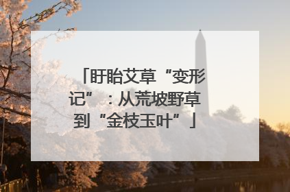盱眙艾草“变形记”：从荒坡野草到“金枝玉叶”