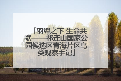 羽翼之下 生命共歌——祁连山国家公园候选区青海片区鸟类观察手记
