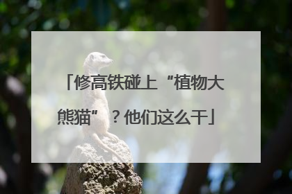 修高铁碰上“植物大熊猫”？他们这么干