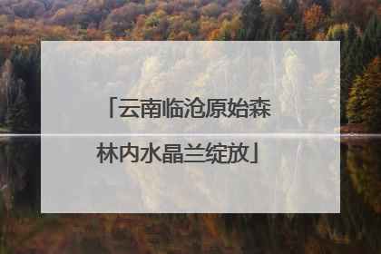 云南临沧原始森林内水晶兰绽放