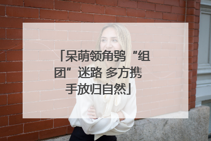 呆萌领角鸮“组团”迷路 多方携手放归自然