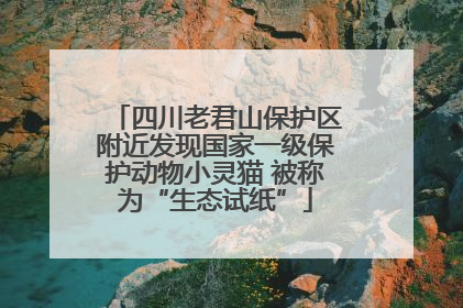 四川老君山保护区附近发现国家一级保护动物小灵猫 被称为“生态试纸”