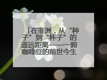 在非洲，从“种子”到“杯子”的遥远距离——一颗咖啡豆的前世今生（三）