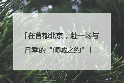 在首都北京，赴一场与月季的“倾城之约”
