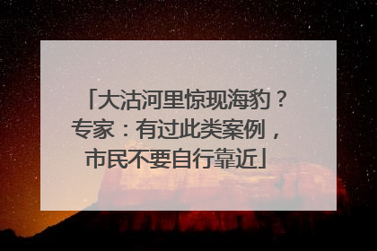 大沽河里惊现海豹？专家：有过此类案例，市民不要自行靠近