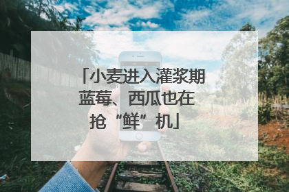 小麦进入灌浆期 蓝莓、西瓜也在抢“鲜”机