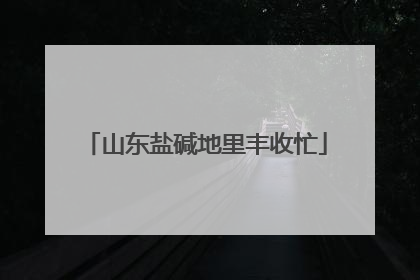山东盐碱地里丰收忙
