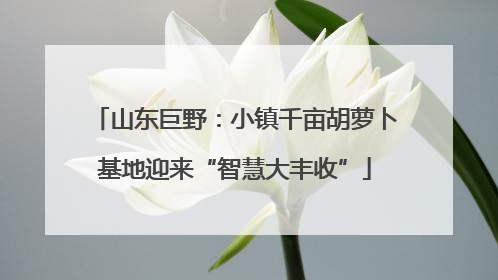 山东巨野：小镇千亩胡萝卜基地迎来“智慧大丰收”