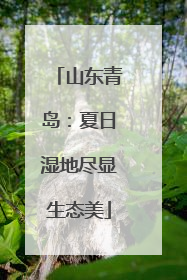 山东青岛：夏日湿地尽显生态美