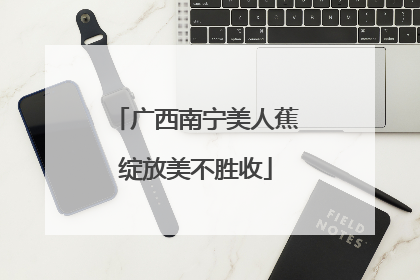 广西南宁美人蕉绽放美不胜收
