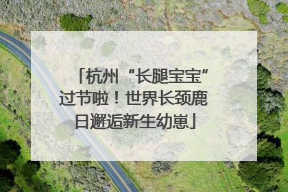 杭州“长腿宝宝”过节啦！世界长颈鹿日邂逅新生幼崽
