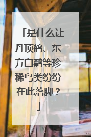 是什么让丹顶鹤、东方白鹳等珍稀鸟类纷纷在此落脚？