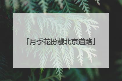 月季花扮靓北京道路
