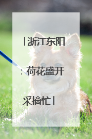 浙江东阳：荷花盛开采摘忙