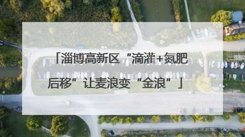淄博高新区“滴灌+氮肥后移”让麦浪变“金浪”
