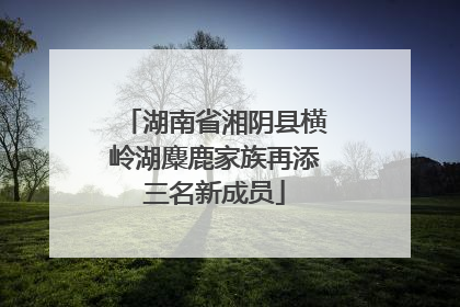 湖南省湘阴县横岭湖麋鹿家族再添三名新成员