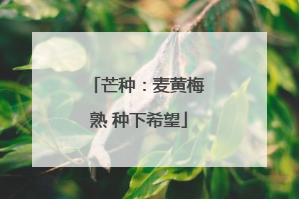 芒种：麦黄梅熟 种下希望