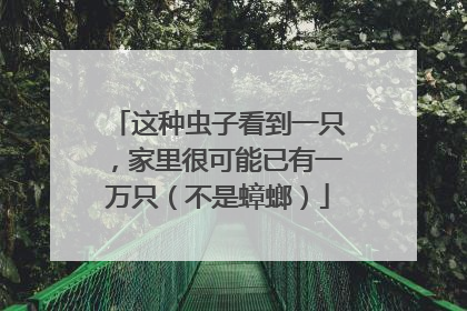 这种虫子看到一只，家里很可能已有一万只（不是蟑螂）