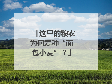 这里的粮农为何爱种“面包小麦”？