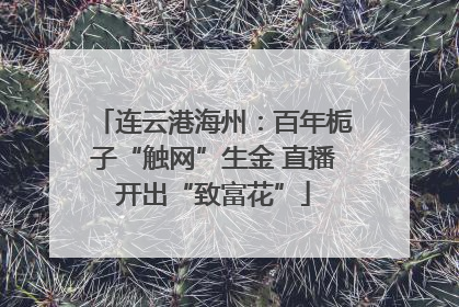 连云港海州：百年栀子“触网”生金 直播开出“致富花”