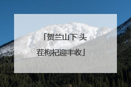 贺兰山下 头茬枸杞迎丰收