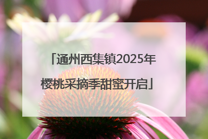 通州西集镇2025年樱桃采摘季甜蜜开启