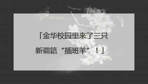 金华校园里来了三只新疆籍“插班羊”！