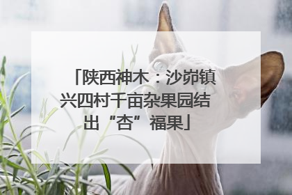 陕西神木：沙峁镇兴四村千亩杂果园结出“杏”福果