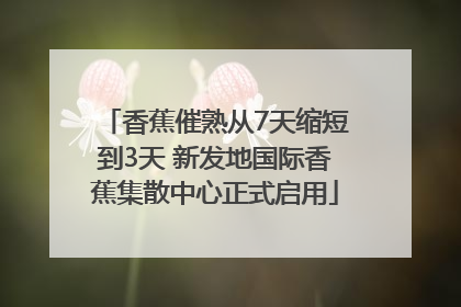 香蕉催熟从7天缩短到3天 新发地国际香蕉集散中心正式启用