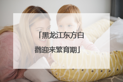 黑龙江东方白鹳迎来繁育期