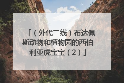 （外代二线）布达佩斯动物和植物园的西伯利亚虎宝宝（2）